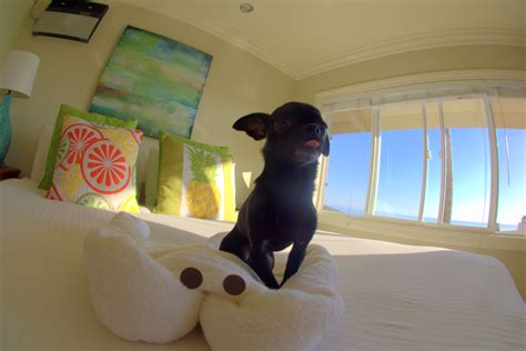 Pet Friendly Hotels in Carlsbad